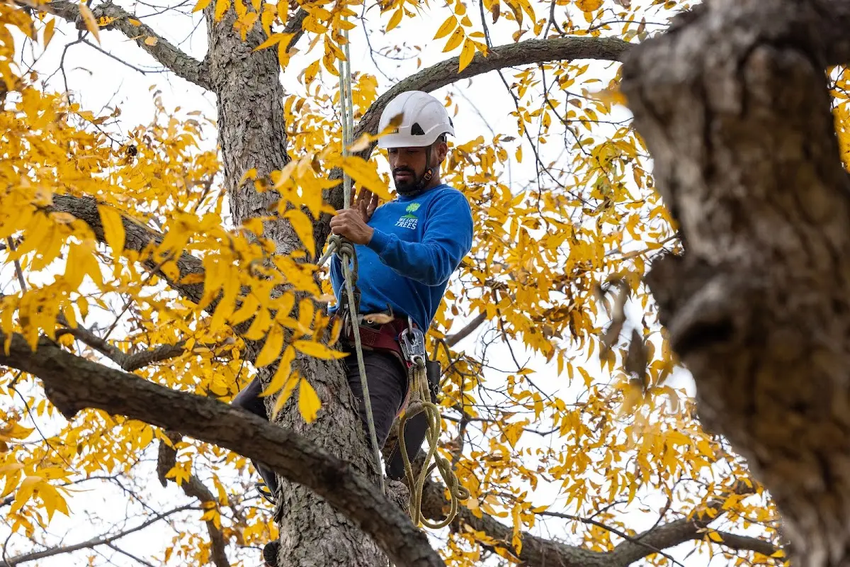 Skilled Tree Planing crew working in Stanley